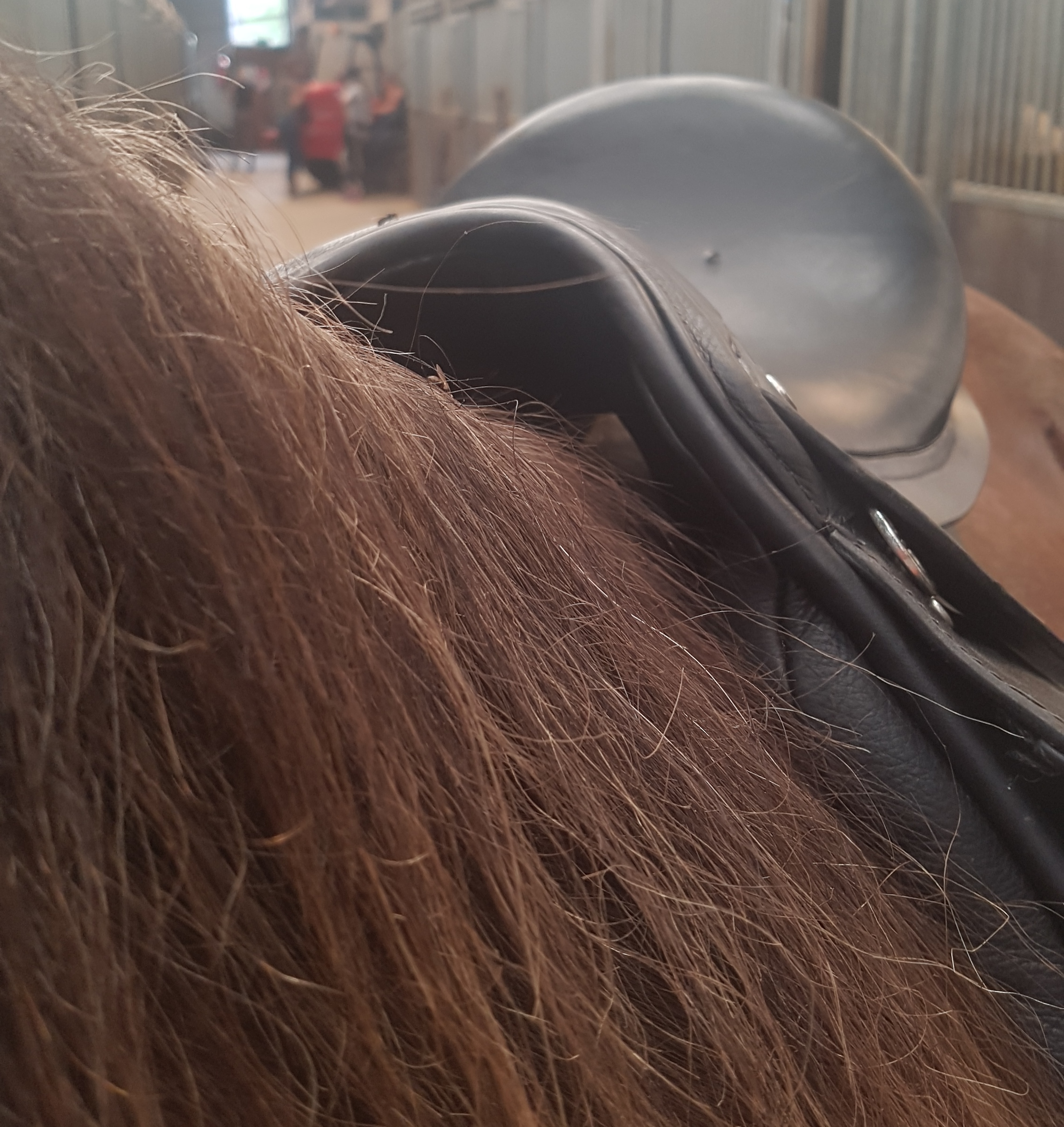 Tuig- en zadelmakerij